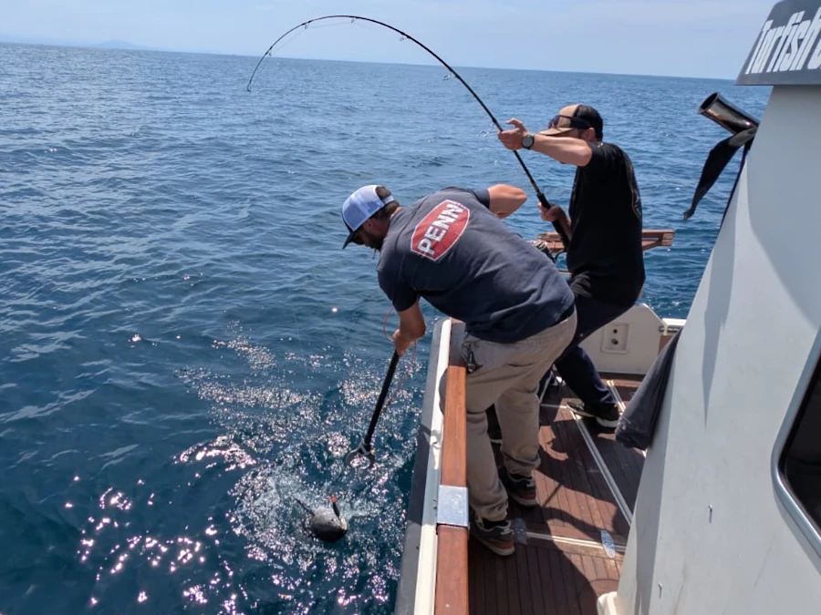 Pêcheurs décrochant un thon rouge en surface depuis un bateau au large de Saint-Jean-de-Luz